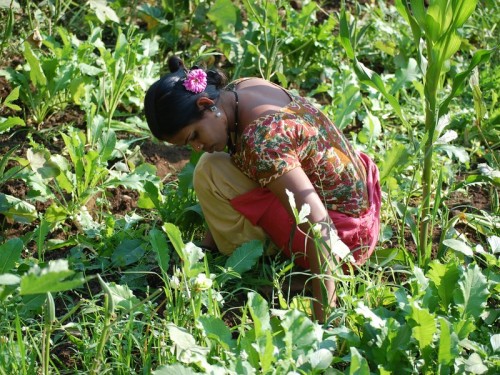 The tribal farmers were taught organic farming to economically empower them and to protect the fragile ecosystem