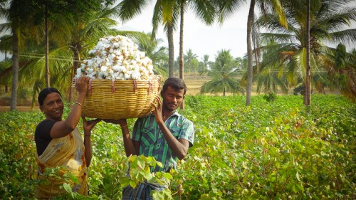Cotton picking in progress at Kalaivani's farm