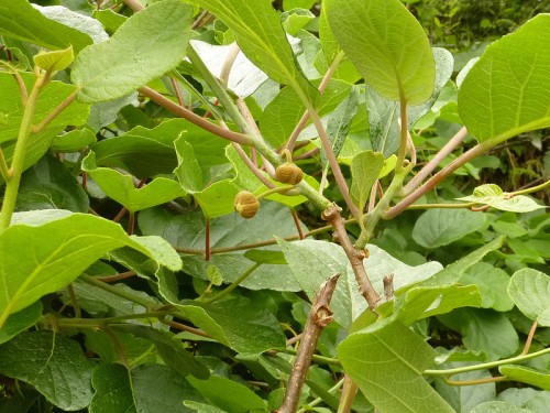 The ability to irrigate allows the Gunavantes to try high value crops like Kiwi