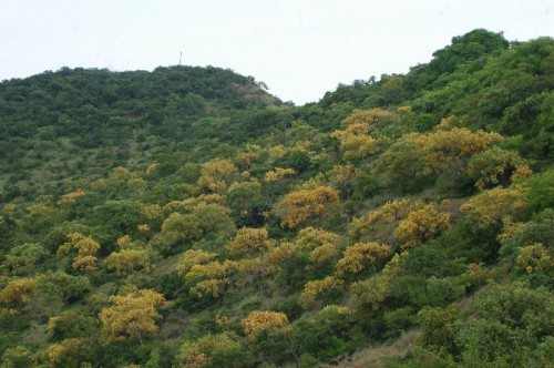 The rejuvenated green slopes of Sagareshwar