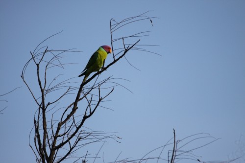 Blossom-headed Parakeet.