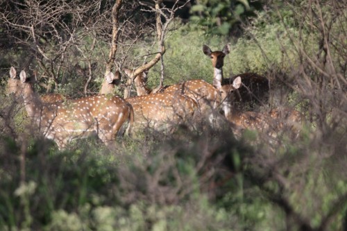 Herds of deer were seen skipping about