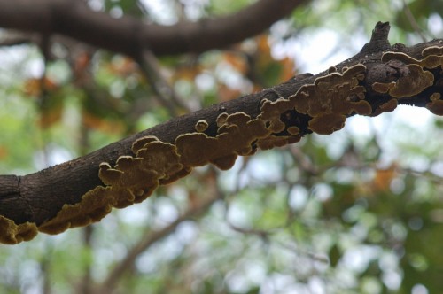 Fungi on a mango tree