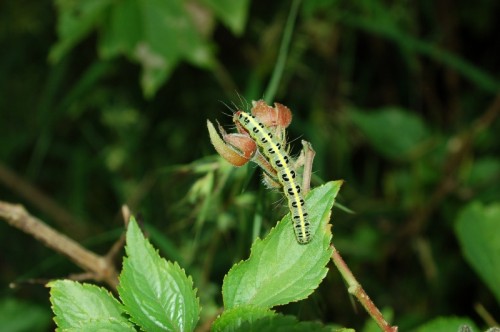  A caterpillar gorging on a bud