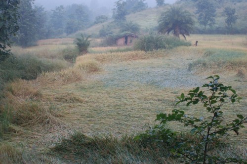 Mist descending on a farmland in Walvanda