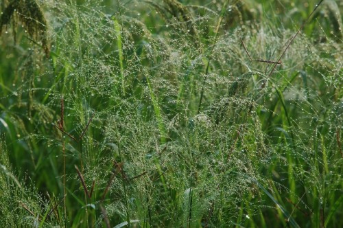 Dewdrops on rice plants