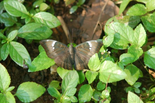 Common Baron butterfly