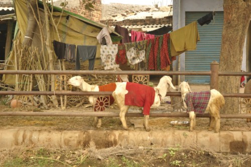 I have never, ever, ever seen goats wearing sweaters and tees before, but it’s a pretty common sight in UP. I’m guessing it has something to do with winter.