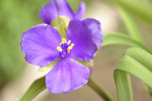 An Iris at Spic ‘n’ Span Hotel, Leh.