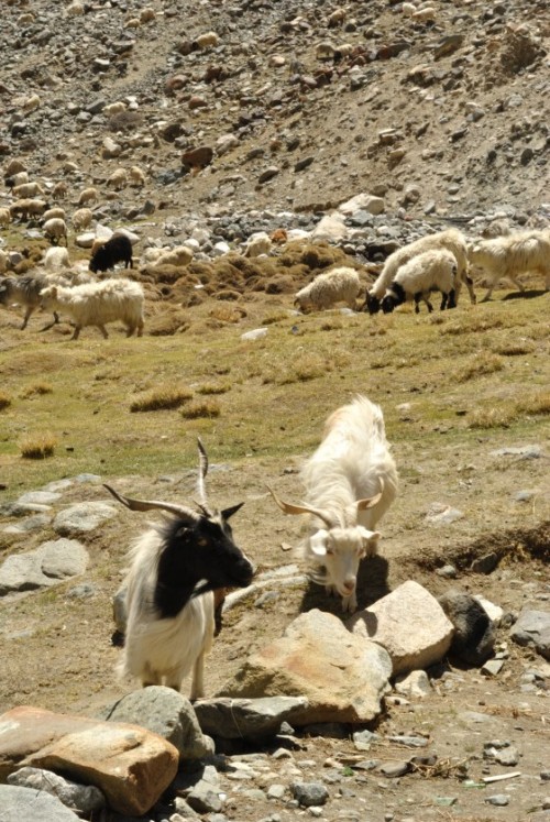 Pashmina Goats grazing on whatever grass they get. En route Pangong, near Chang La.