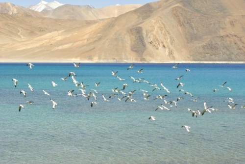 Screeching, scattering sea gulls at Pangong Lake.