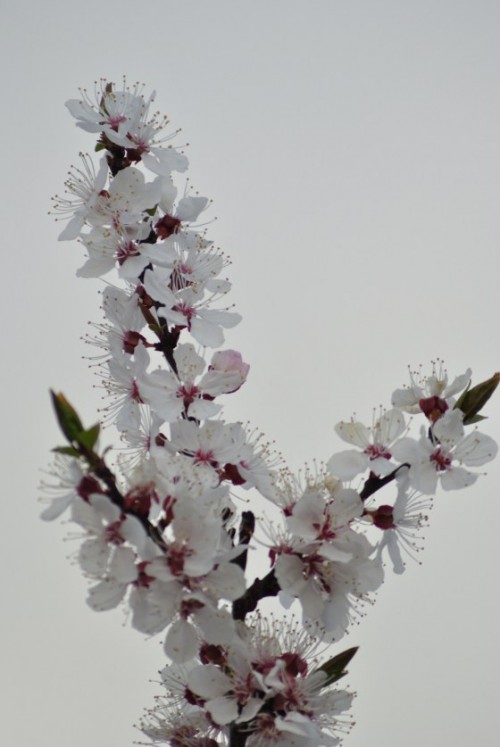 Blooms on an Apricot tree.