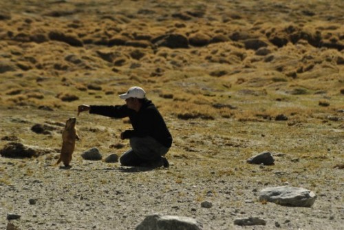 Danny and the Marmot – an epic story.