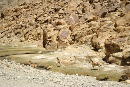 A For Apricots, B For Buddhism, C For - Presenting The Complete A to Z  of Leh, Ladakh - The Better India