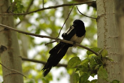 A restless Magpie, captured on the way to Zanskar.