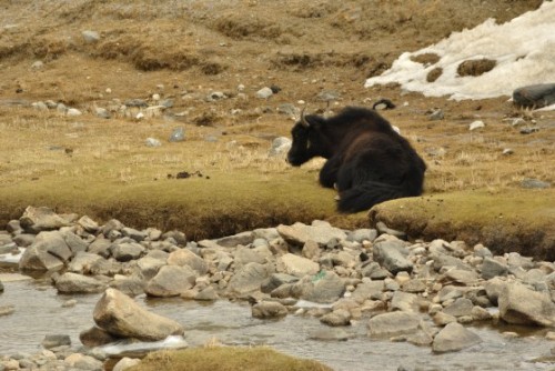 Taking a breather by the stream.