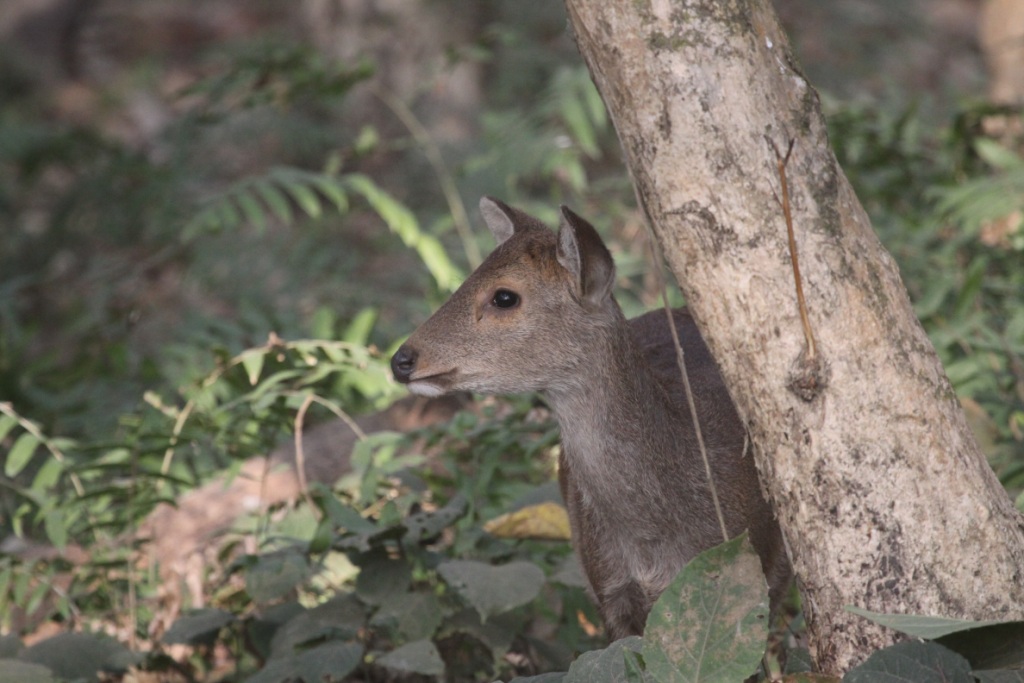 Orang national park