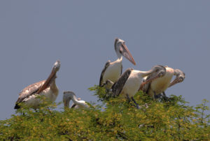 A Village Where Farmers Adopt And Nurture Rare Birds Even If They Harm The Crops!