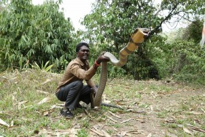 His Love For Snakes Has Helped Him Rescue Over 30,000 Snakes In Less Than 30 Years!