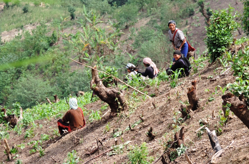 jhum farming in Nagaland