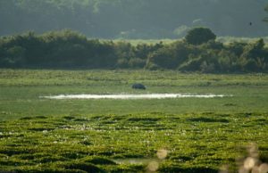 Can A Flood Be Beneficial? Yes, When It's At The Kaziranga National Park At Assam!