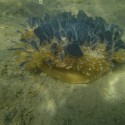 upside down jellyfish