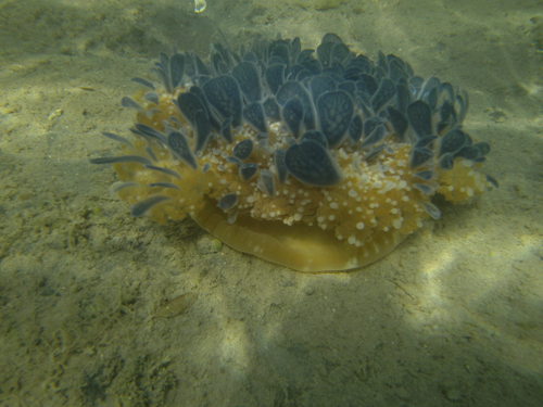 upside down jellyfish