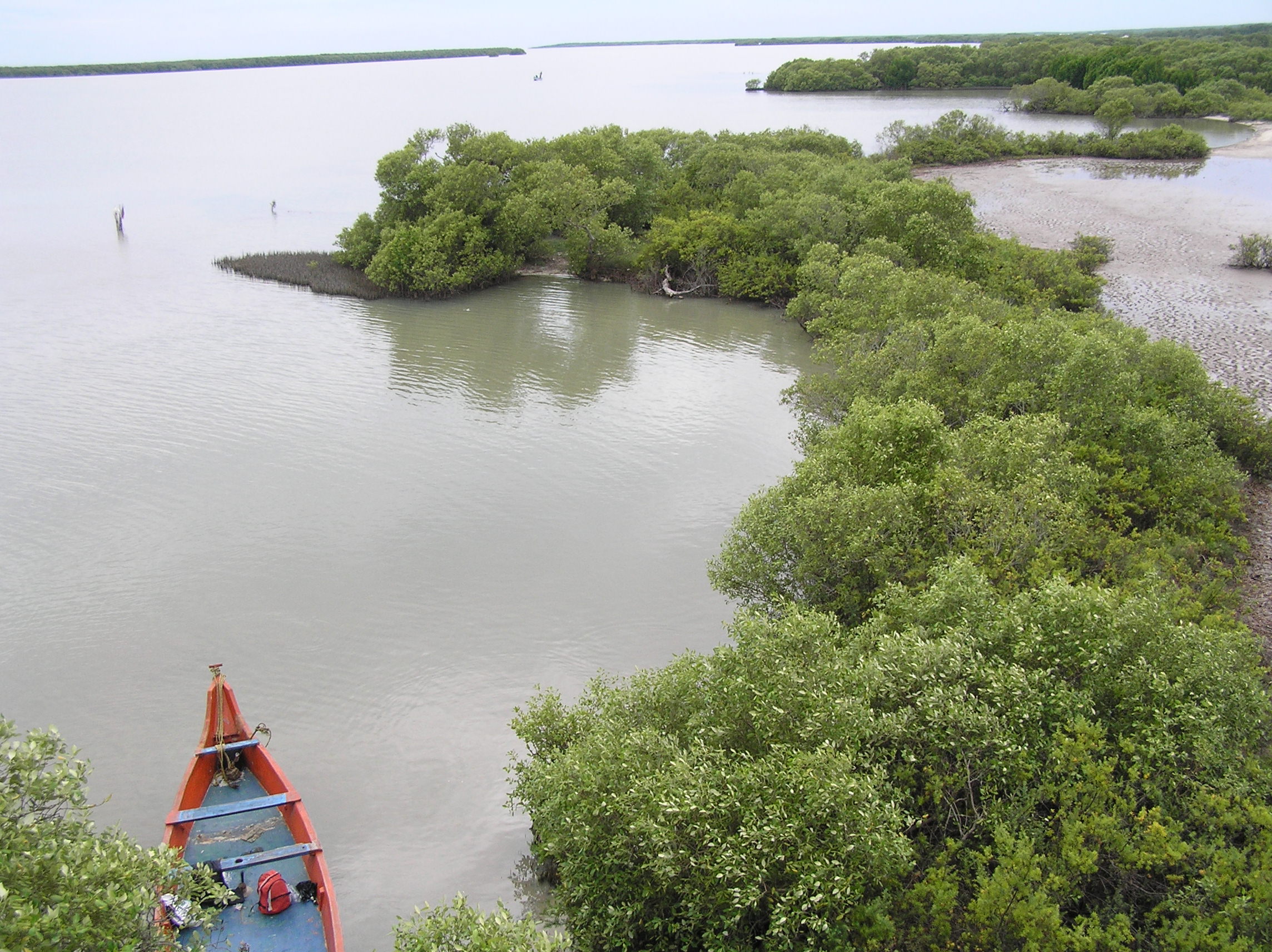 muthupet mangroves