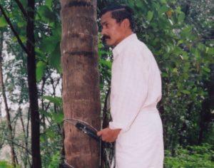 The Simple #Innovation That Is Changing The Lives Of Coconut Tree Climbers