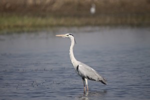 Two Beautiful Bird Sanctuaries In India That Pay Tribute To The Undying Love Of Dr. Salim Ali