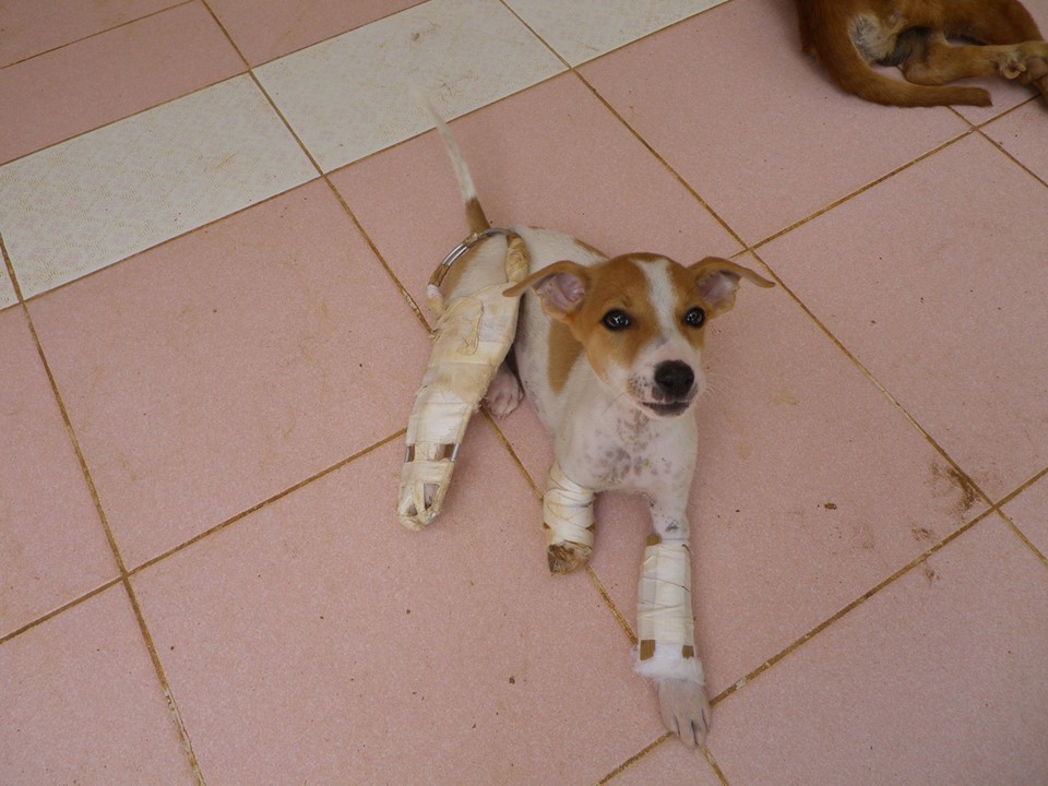 One of the rescued dogs by Karuna Society.