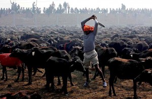 5 Laudable Initiatives By India To Stop Animal Cruelty That Will Make You Proud