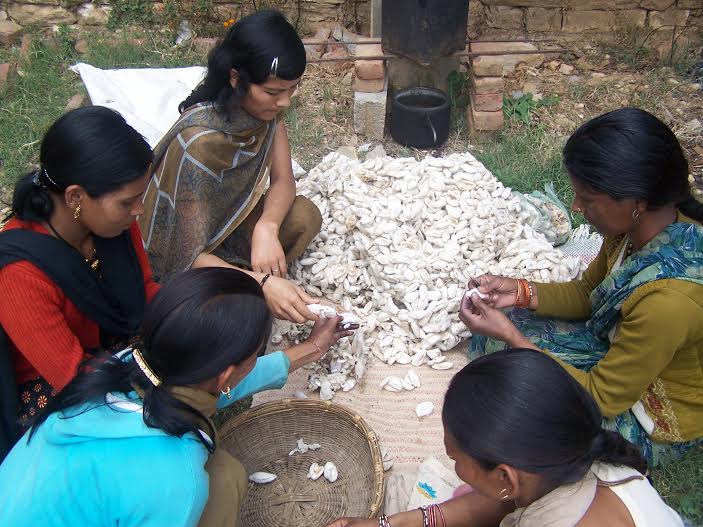 Silk cocoon sorting and cutting.