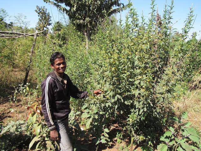 Bharatbhai has see a great increase in his harvest.