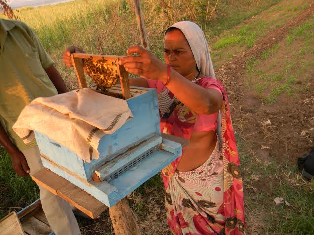 Shardatai, a farmer, too handles bees with expertise.