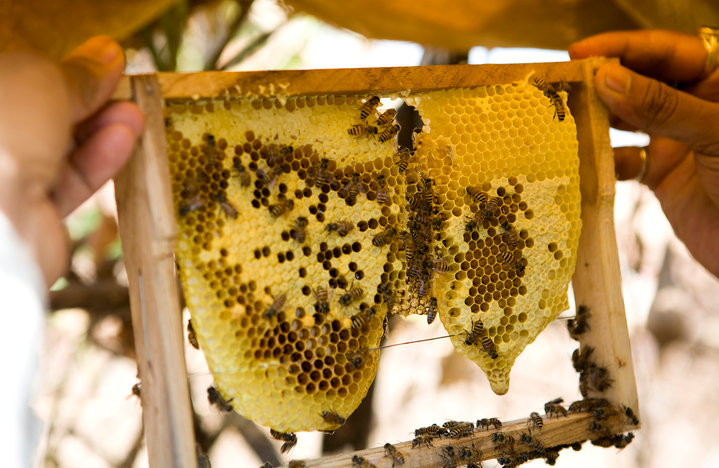 Do You Know That Bees Are Doubling The Yield Of Indian Farmers? Here’s How.