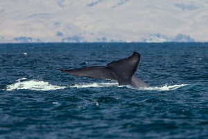 QUICK BYTES: The Blue Whale returns to Maharashtra coast after 101 years.