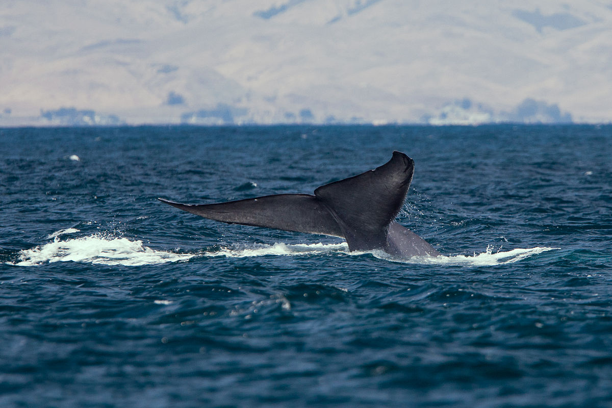 QUICK BYTES: The Blue Whale returns to Maharashtra coast after 101 years.