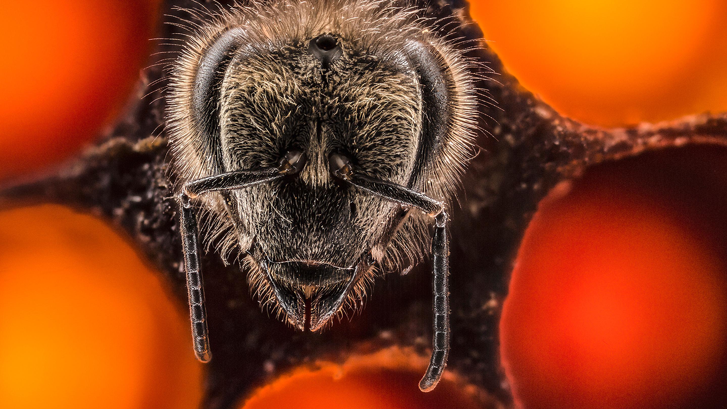 A Brilliant Time Lapse Video on the First 21 Days of a Bee’s Life by an Indian American Photographer