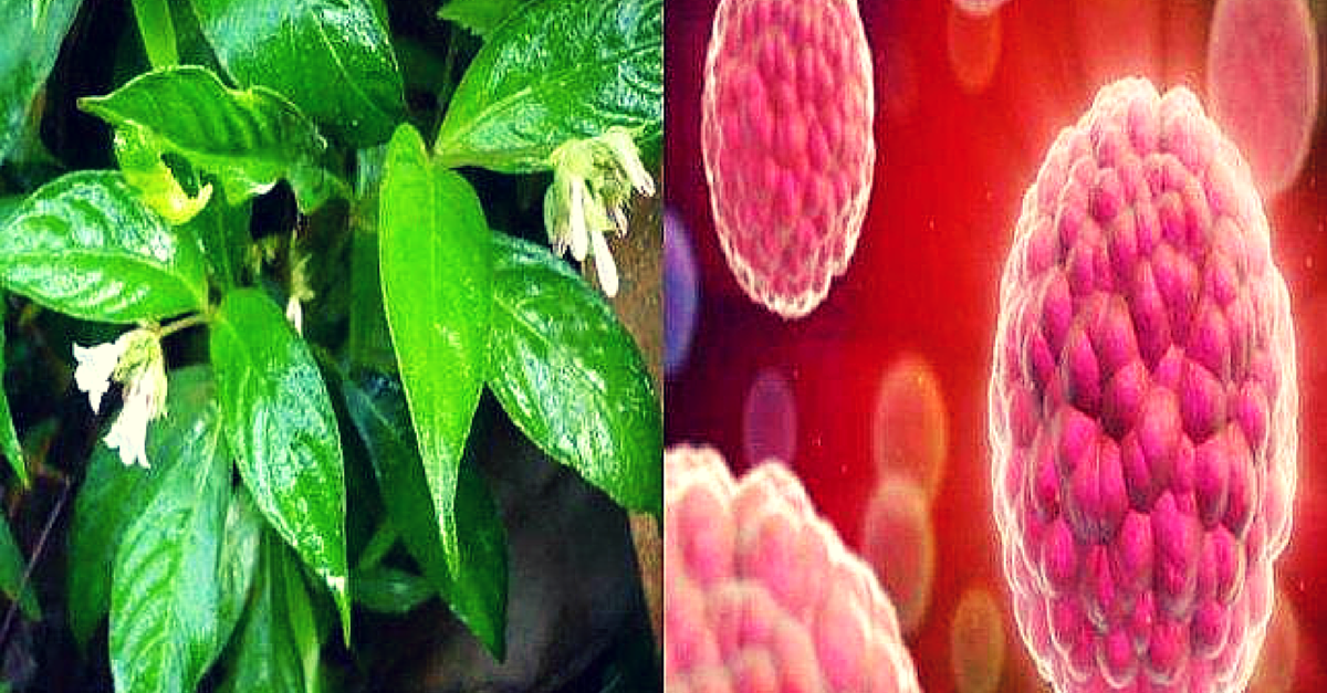 Indian Scientists find a Rare Plant with Potential Anti-cancer Properties