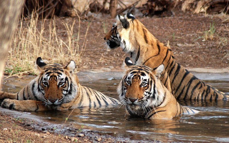 QUICK BYTES: A tigress and her four cubs are winning hearts at Corbett