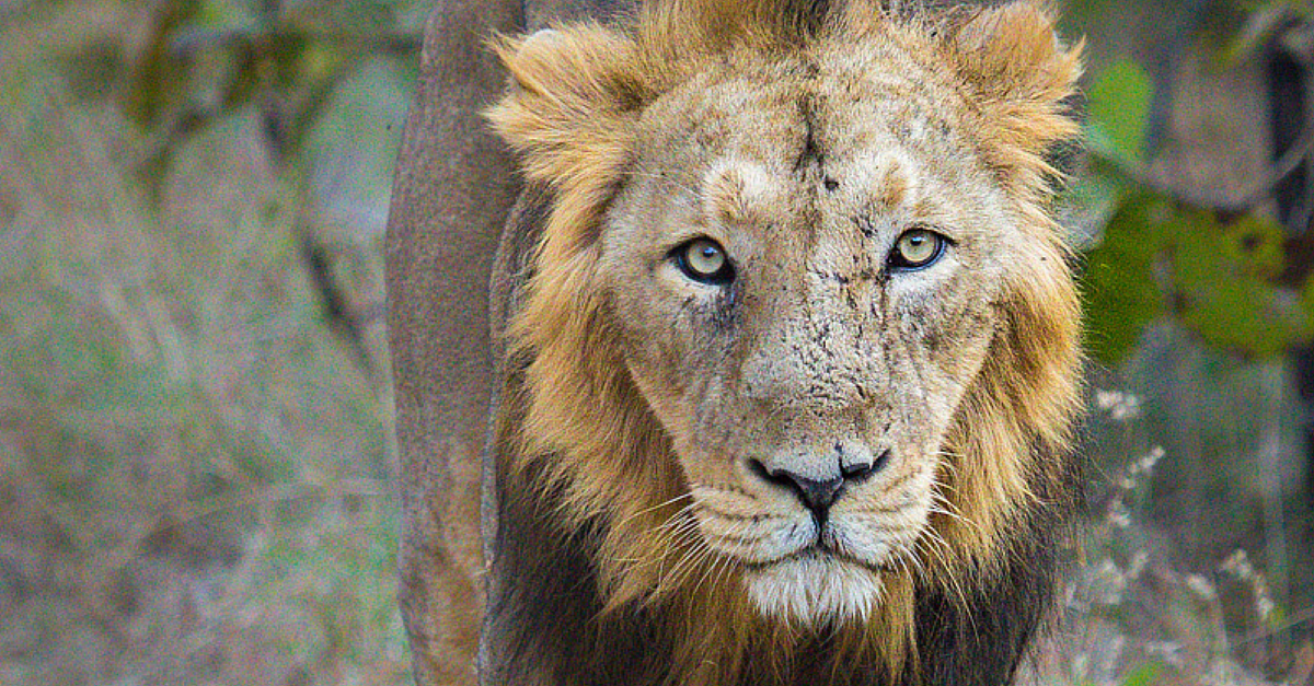 Population Of Asiatic Lions Increased Considerably In Gir Wildlife Sanctuary: Lion Census