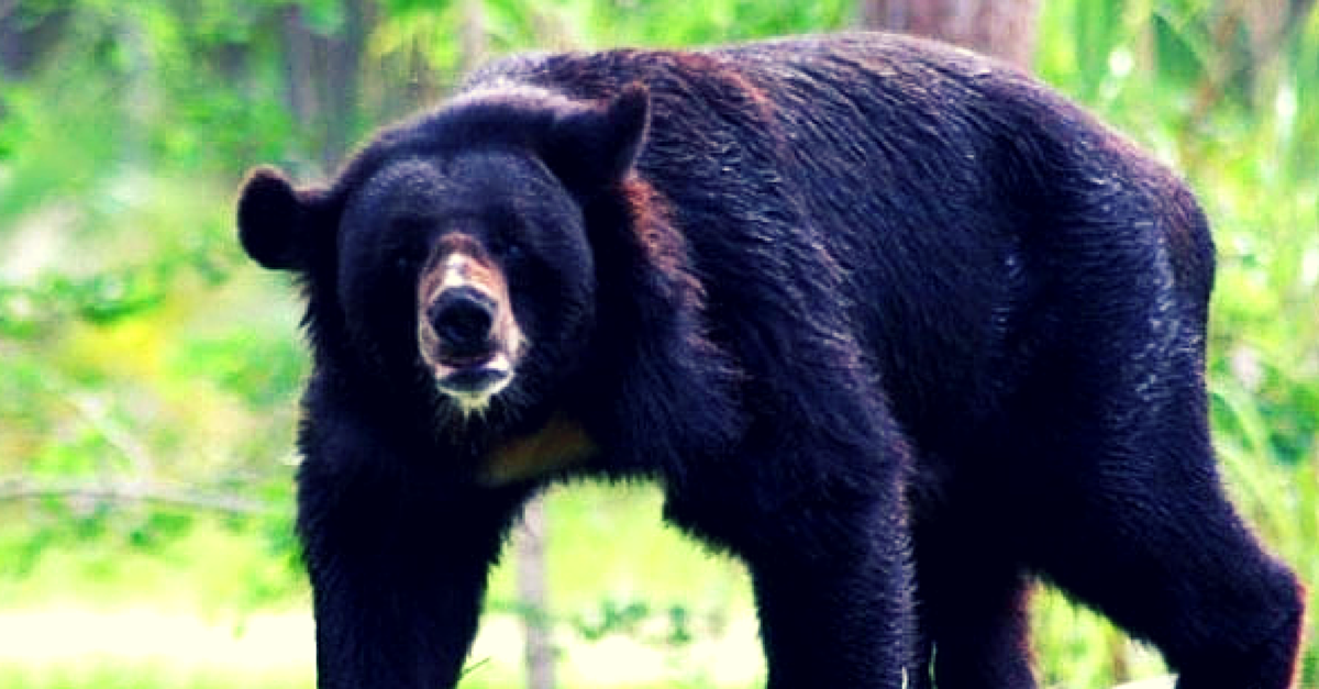 Gujarat to restore habitat for sloth bears in Jessore Wildlife Sanctuary