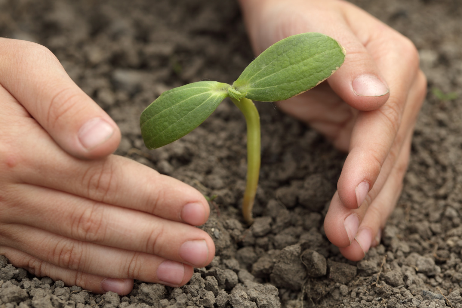 Plant impact. Росток. Проросток растения. Маленький Росток. Росток растет.