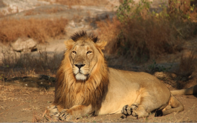 7 Rare and Exotic Wildlife Species that can be found in India - The ...