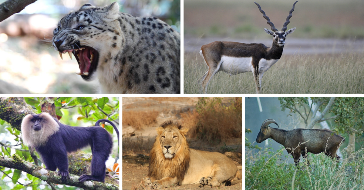 7 Rare and Exotic Wildlife Species that can be found in India - The Better  India