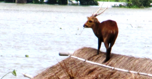 Villagers get Training to Help Rescue Kaziranga Animals