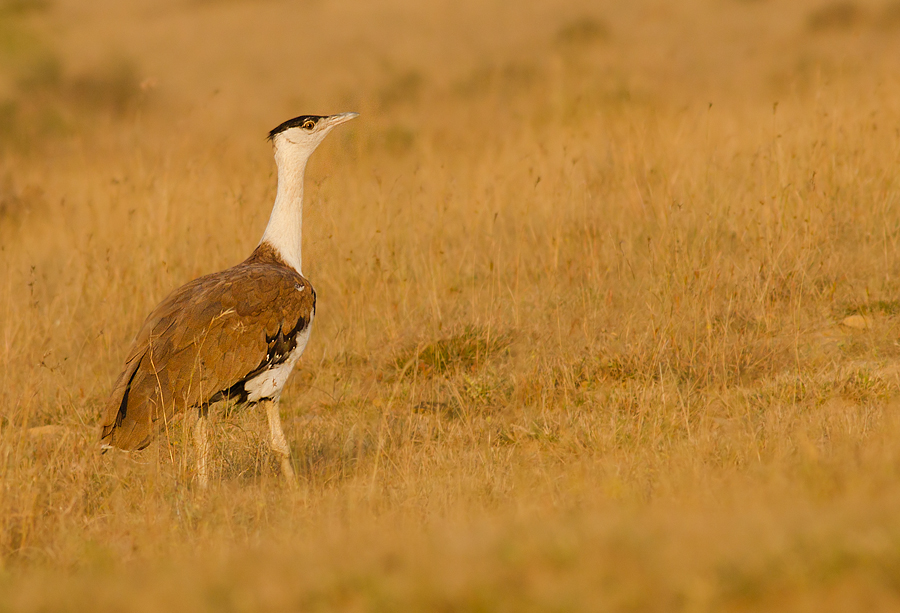 The Great Indian Bustard