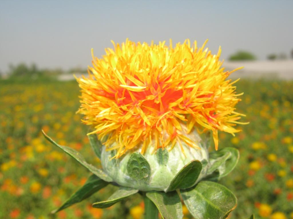Safflower can be used as fodder, food dye and much more.