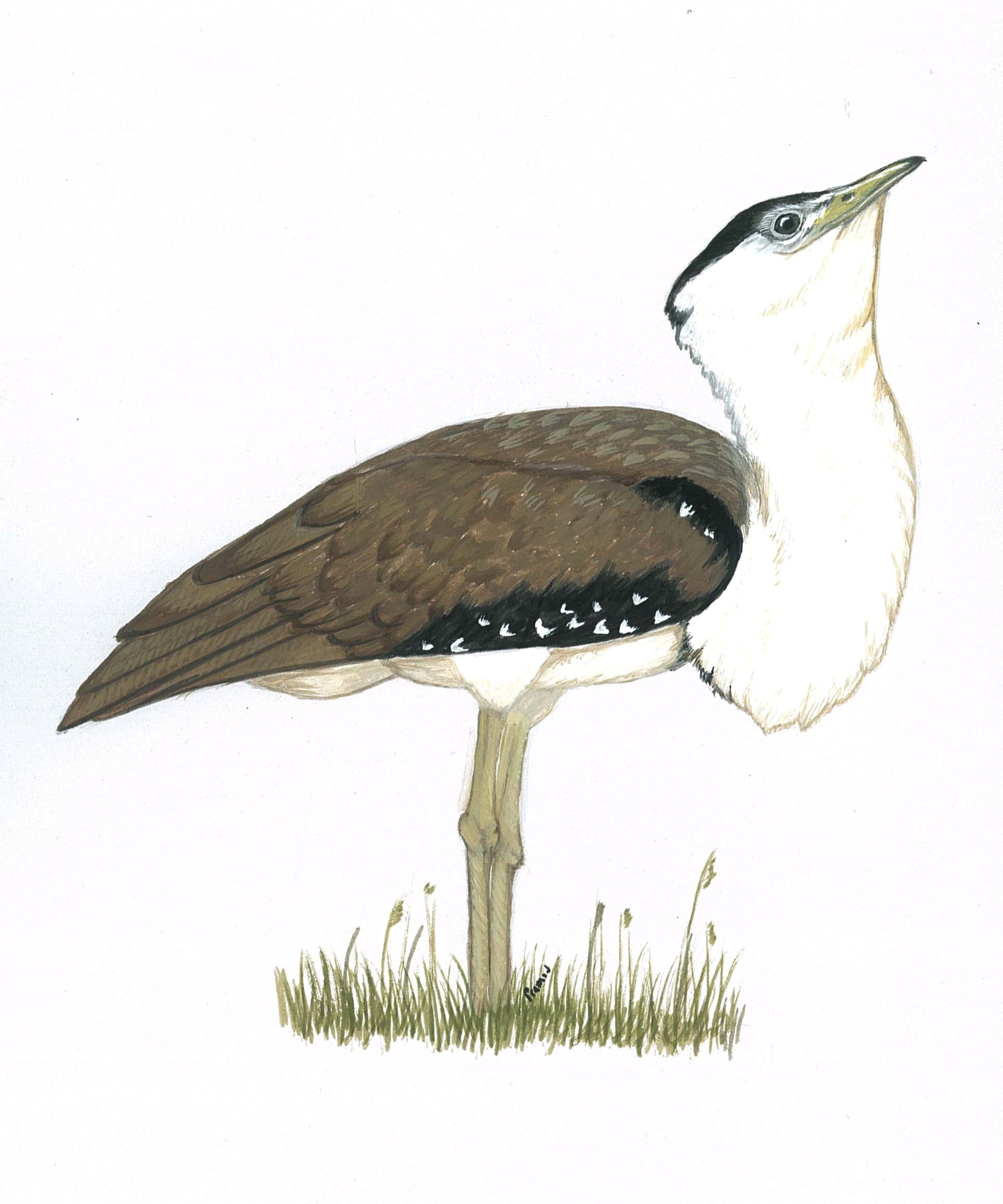A sketch of the Great Indian Bustard by Dr. Patil